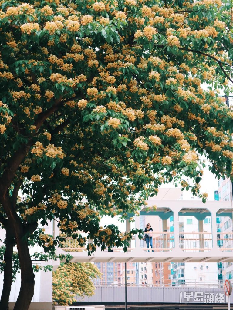 可拍出异国感! 可拍出异国感!