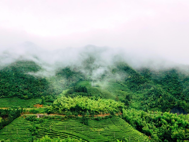 韶关乐昌茶农忙碌采新绿 韶关乐昌茶农忙碌采新绿
