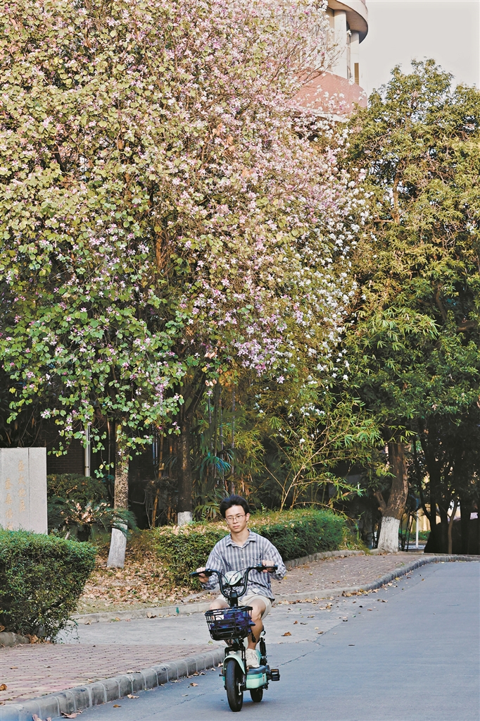 华农校园,学生骑着车顺坡而下。 华农校园,学生骑着车顺坡而下。