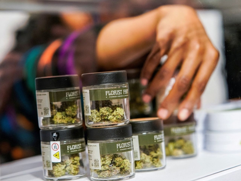 司法部建议放宽大麻管制 司法部建议放宽大麻管制