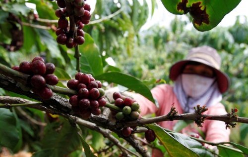 越南中部林同省夷灵县高地的咖啡农人。