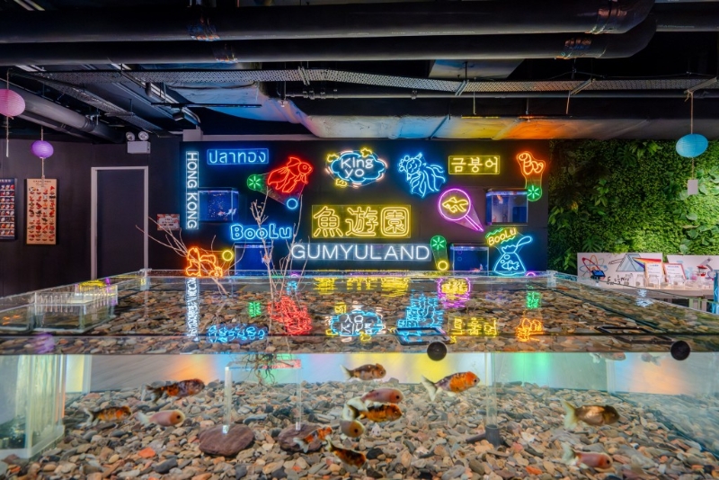 推广金鱼文化 推广金鱼文化