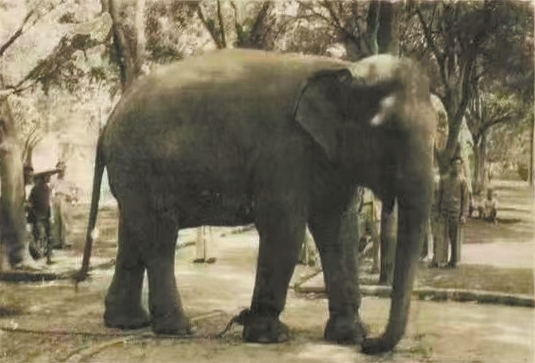 人民公园曾有“明星”大象出没。 人民公园曾有“明星”大象出没。