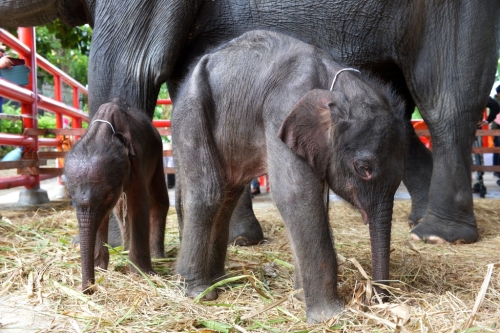 母象生下双胞胎的机率只有1% 母象生下双胞胎的机率只有1%