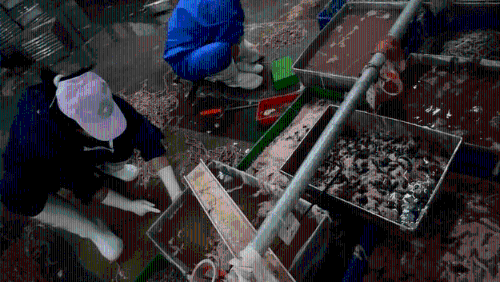 雅士享公司车间内，工人们正在处理鸭肠，环境脏乱不堪。 新京报