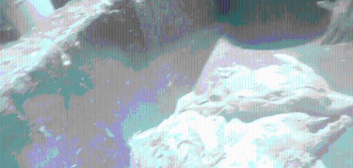 雅士享公司鸭肠生产厂房的工人将烟头随意丢弃，掉入排污渠里的死鸭捞出送回生产线。 新京报