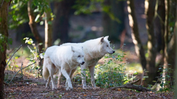 法女游客跑步误入野生动物区 法女游客跑步误入野生动物区