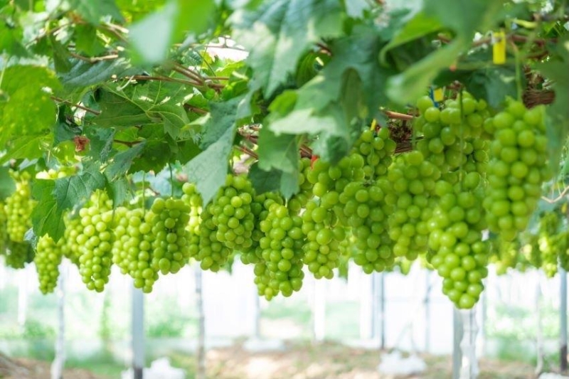 神农兰香谷开园丰收季第四届阳光玫瑰葡萄采摘节