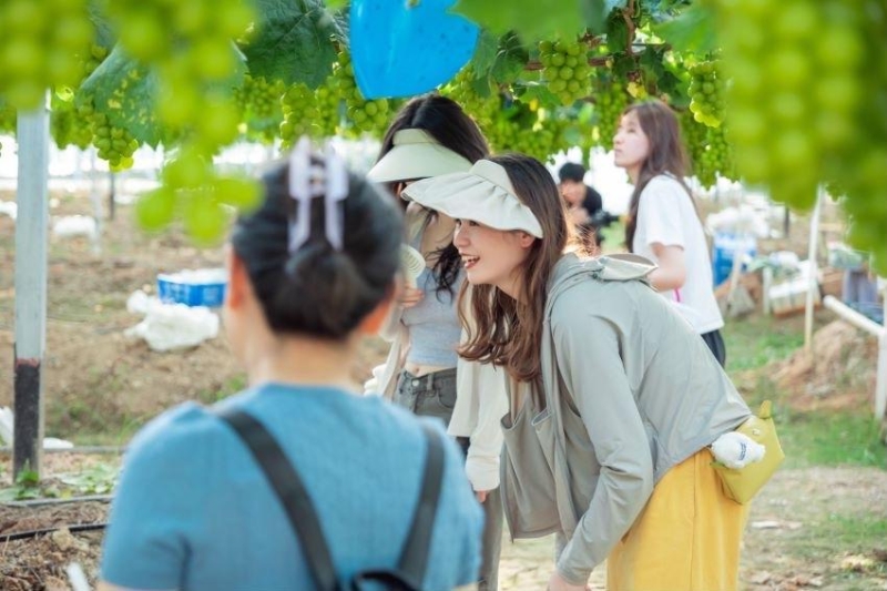 神农兰香谷开园丰收季第四届阳光玫瑰葡萄采摘节开园