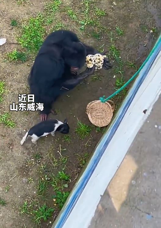 山东大猩猩“东东”也曾帮拾掉落到的毛公仔 山东大猩猩“东东”也曾帮拾掉落到的毛公仔