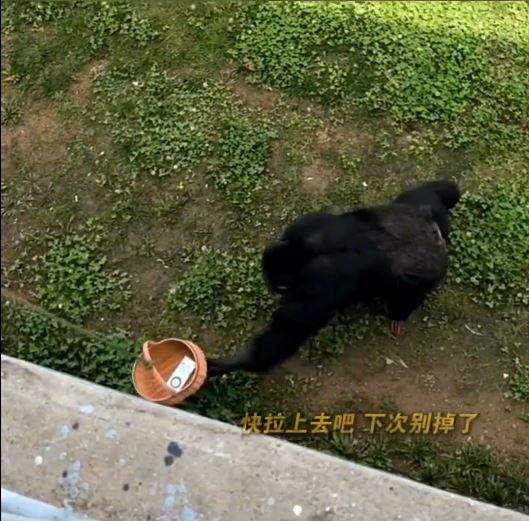 放到篮子上 放到篮子上