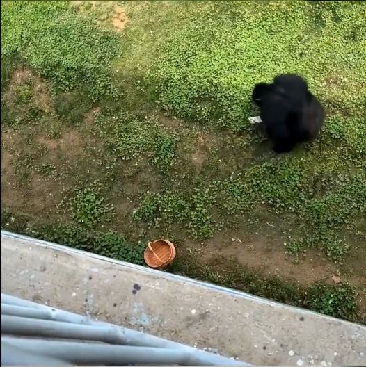 山东大猩猩“东东”捡到手机。 山东大猩猩“东东”捡到手机。