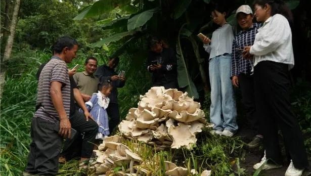 云南昌宁发现100斤重巨型野生菌 云南昌宁发现100斤重巨型野生菌