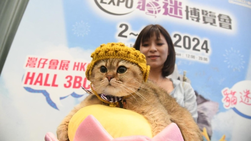 猫迷博览会去年首次举行 猫迷博览会去年首次举行