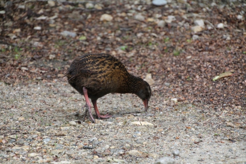 新西兰秧鸡 新西兰秧鸡