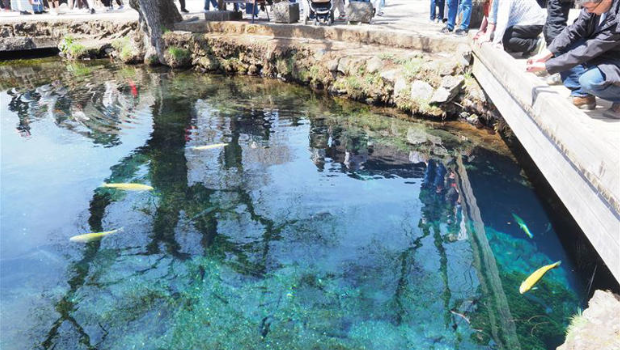 富士山忍野八海被当许愿池 富士山忍野八海被当许愿池