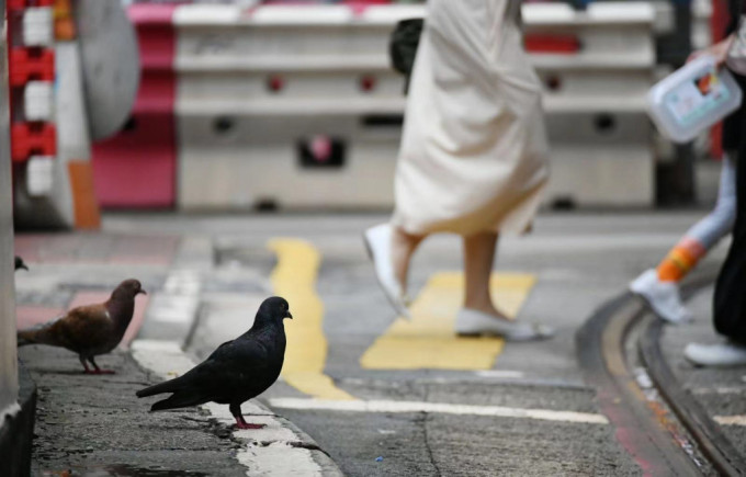 打击非法喂鸽 打击非法喂鸽