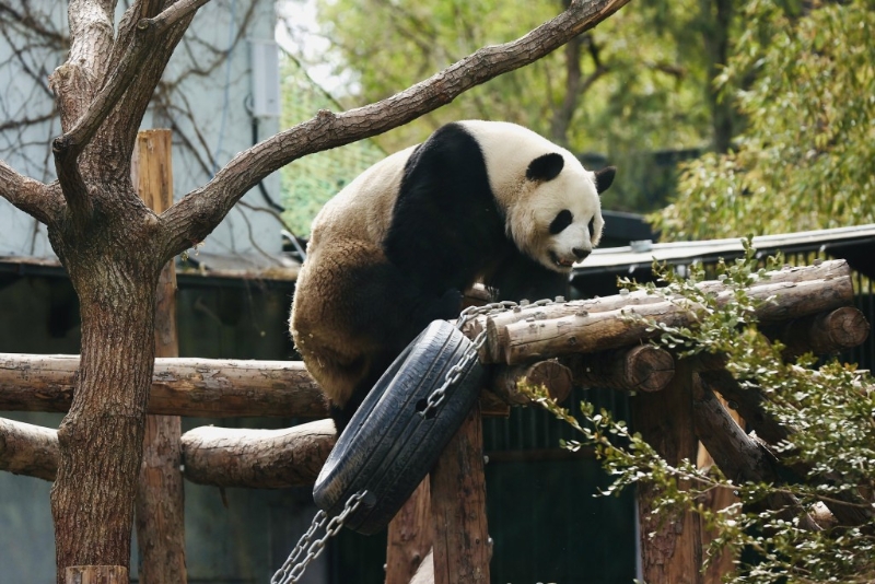 大熊猫“萌兰”曾因成功爬上馆舍围栏而走红网络。（中新社）