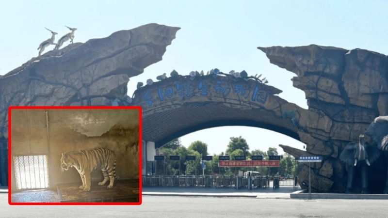 安徽动物园养死20只东北虎