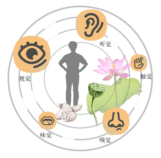 香港荷花展|荷花五感疗愈 | 星岛环球网