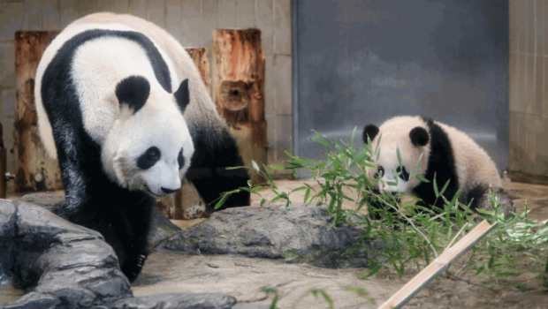 “仙女”(左)和她的女儿“香香” “仙女”(左)和她的女儿“香香”
