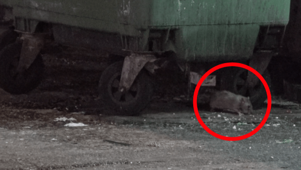 老鼠夜缤纷身型大过猫 老鼠夜缤纷身型大过猫