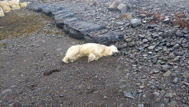 北极熊罕见现身冰岛,遭警方射杀。美联社 北极熊罕见现身冰岛,遭警方射杀。美联社