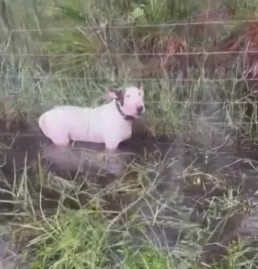 飓风来袭时,加西亚把自己的宠物狗绑在路边栅栏上之后便撤离。图源:美媒 飓风来袭时,加西亚把自己的宠物狗绑在路边栅栏上之后便撤离。图源:美媒