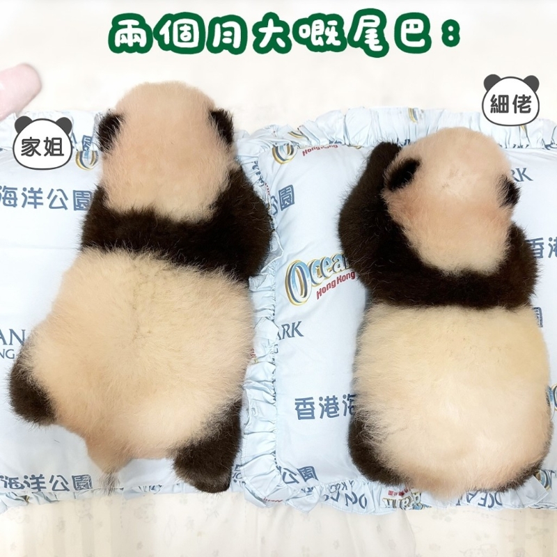 熊猫两个月大时尾巴仍然明显。 熊猫两个月大时尾巴仍然明显。