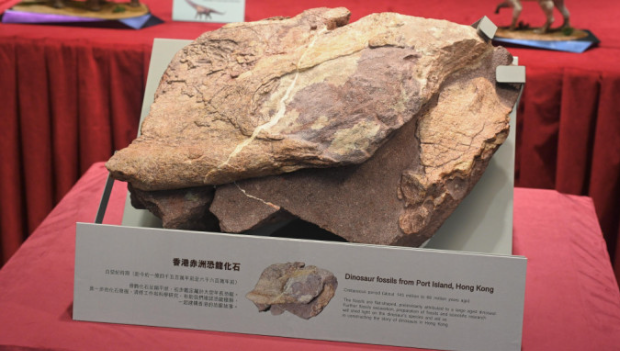 化石于数年前恒常标本采样时发现 化石于数年前恒常标本采样时发现