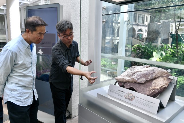 香港首次在赤洲岛发现的恐龙化石昨起在香港文物探知馆公开展出。 香港首次在赤洲岛发现的恐龙化石昨起在香港文物探知馆公开展出。