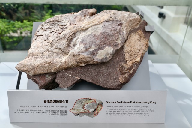 该化石经初步鉴定后,确定为恐龙骨骼化石,估计属于白垩纪时期(距今约1亿4,500万年前至6,600万年前)的大型恐龙。 该化石经初步鉴定后,确定为恐龙骨骼化石,估计属于白垩纪时期(距今约1亿4,500万年前至6,600万年前)的大型恐龙。