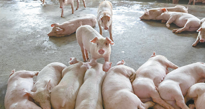 外界忧虑猪隻感染禽流感病毒,可能引发病毒变异,增加人类感染H5N1病毒的风险。 外界忧虑猪隻感染禽流感病毒,可能引发病毒变异,增加人类感染H5N1病毒的风险。