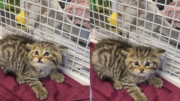 德国民众救起的路边小猫竟是濒危野生动物。 facebook 德国民众救起的路边小猫竟是濒危野生动物。 facebook