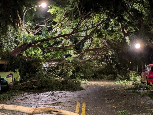 大树倒塌 大树倒塌