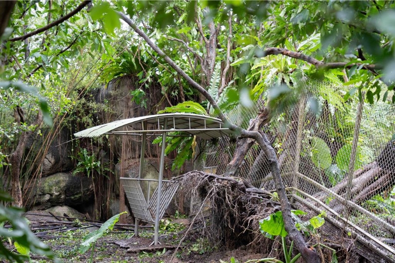 树木被吹倒 树木被吹倒