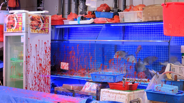 鱼缸满布红油。 鱼缸满布红油。