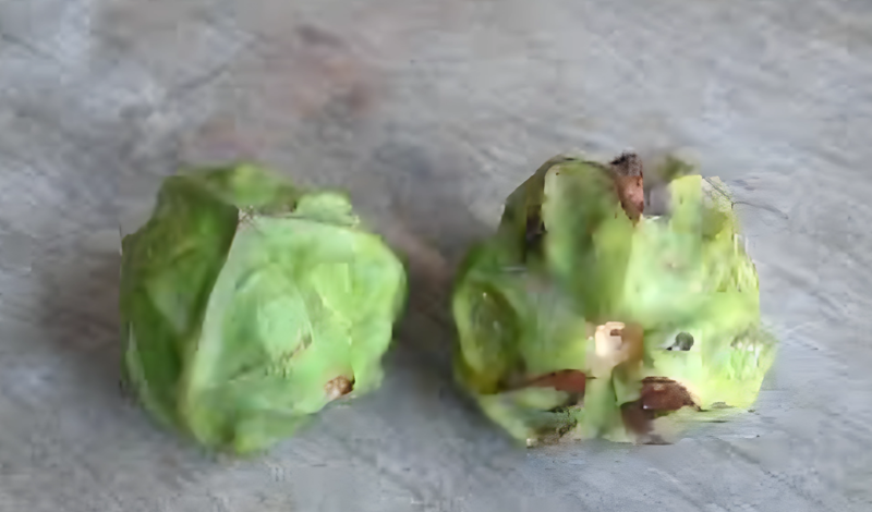 4学童误食油桐花籽中毒 4学童误食油桐花籽中毒