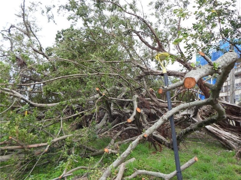 百年老树 百年老树
