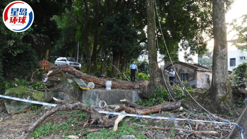 梧桐寨村危树杀人