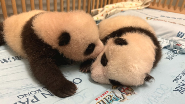 港产大熊猫龙凤胎不经不觉,出生快满100日 港产大熊猫龙凤胎不经不觉,出生快满100日