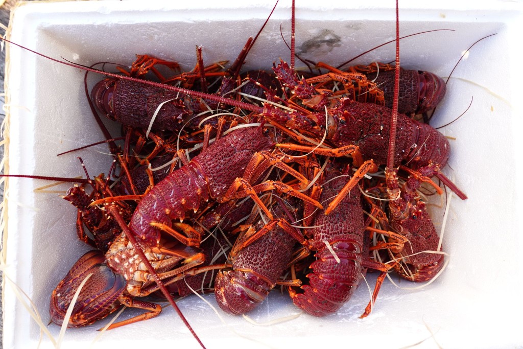 人员检获走私龙虾。 人员检获走私龙虾。