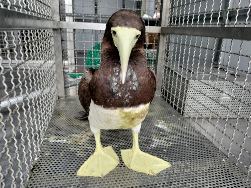 白腹鲣鸟 白腹鲣鸟