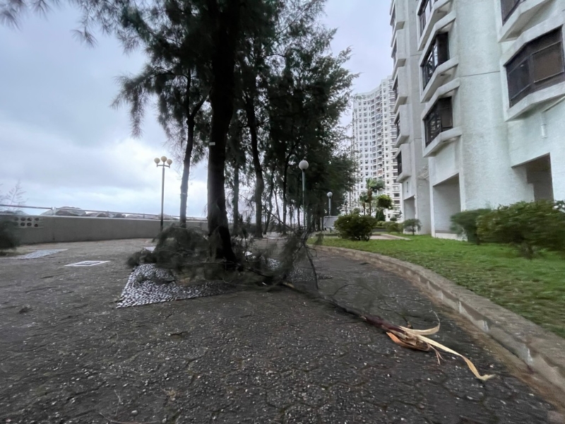 有较幼的树枝被强风吹断。 有较幼的树枝被强风吹断。