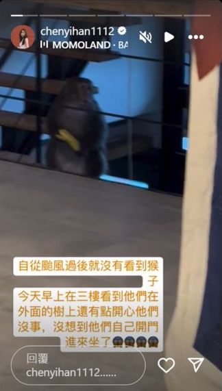 陈意涵昨日出PO,见到有猴子闯进家中。 陈意涵昨日出PO,见到有猴子闯进家中。