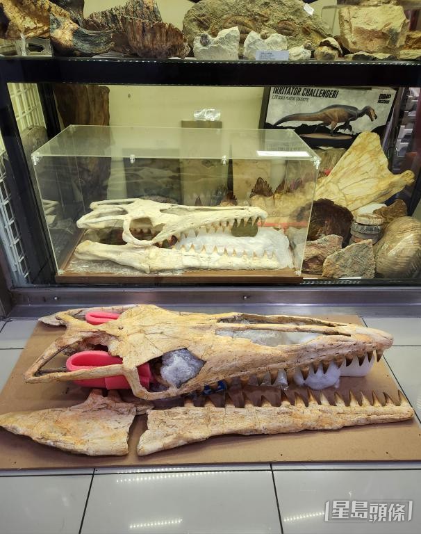 龙德骏修复沧龙头骨化石。 龙德骏修复沧龙头骨化石。