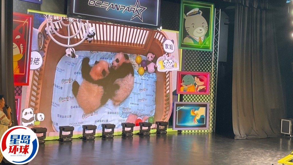 港产大熊猫百日宴 港产大熊猫百日宴