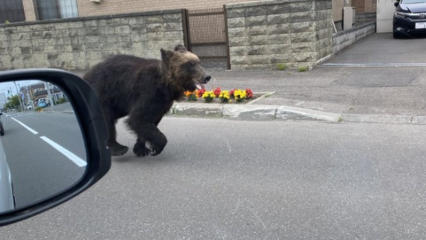 札幌市曾有熊出没。 札幌市曾有熊出没。
