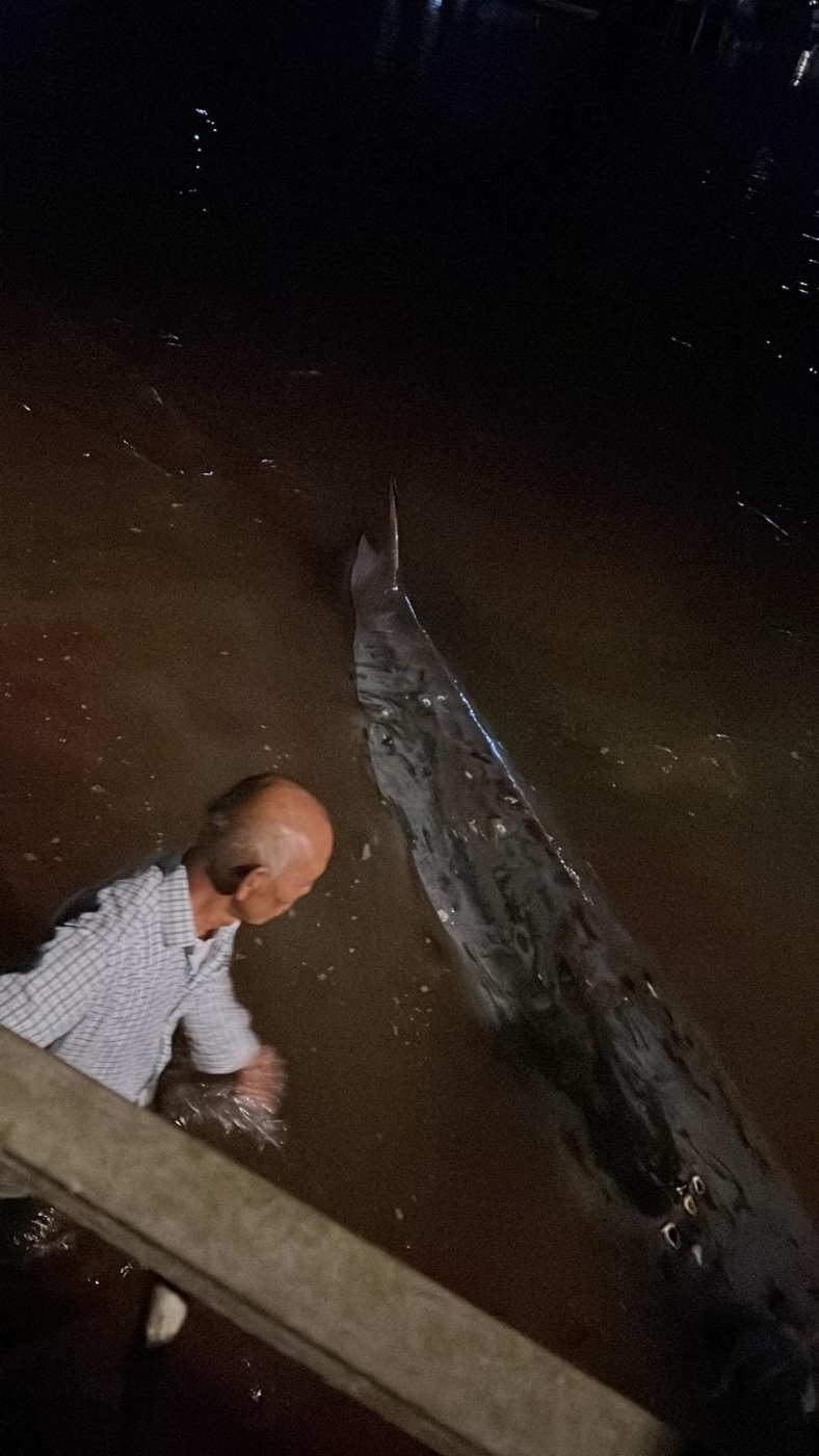 疑似鲸豚长约5米，背部有多个伤痕。