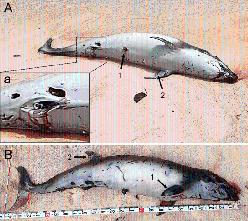 2020年日本冲绳发现一条朗氏印太喙鲸尸体。 Marine Biodiversity Records期刊官网截图